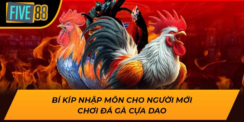 Trải Nghiệm Đặc Sắc Cùng Đá Gà Cựa Dao Tại Five88 2 Bí kíp nhập môn cho người mới chơi đá gà cựa dao